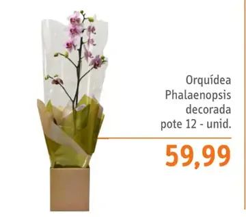 Orquídea