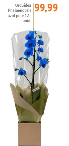 Orquídea