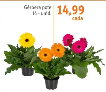 Gérbera