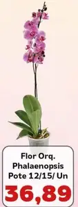 Orquídea Phalaenopsis