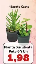 Planta Suculenta