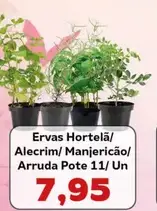 Ervas